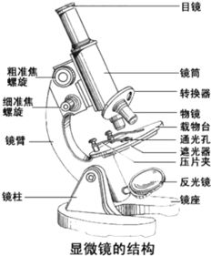 顯微鏡結(jié)構(gòu)與觀察物象放大倍數(shù)的關(guān)聯(lián)分析